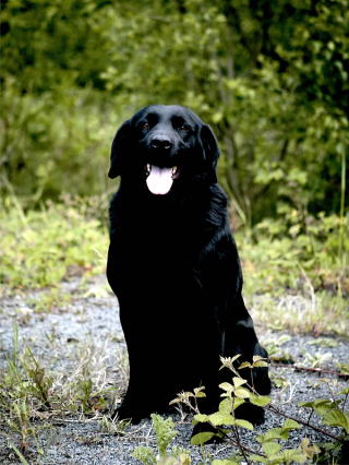 激レア！！チャンピオンxLABRADOR RETRIEVER ラブラドール　犬！